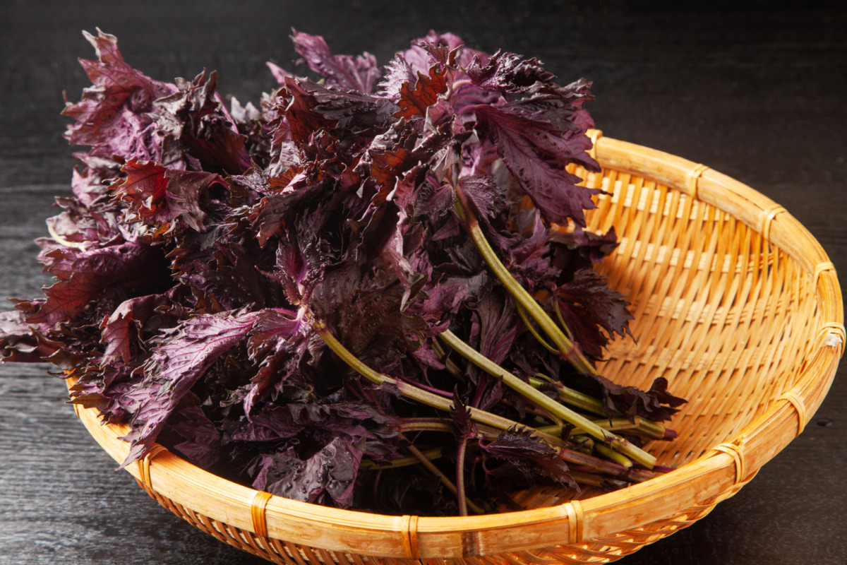 Shiso Red Type,Perilla frutescens var.fruitescens form.purpurea