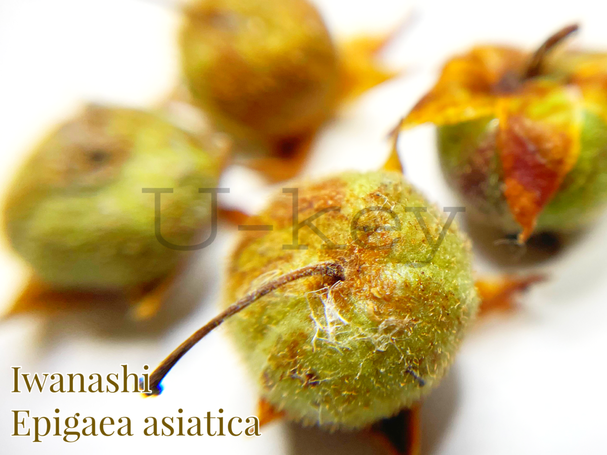 Iwanashi,Epigaea asiatica