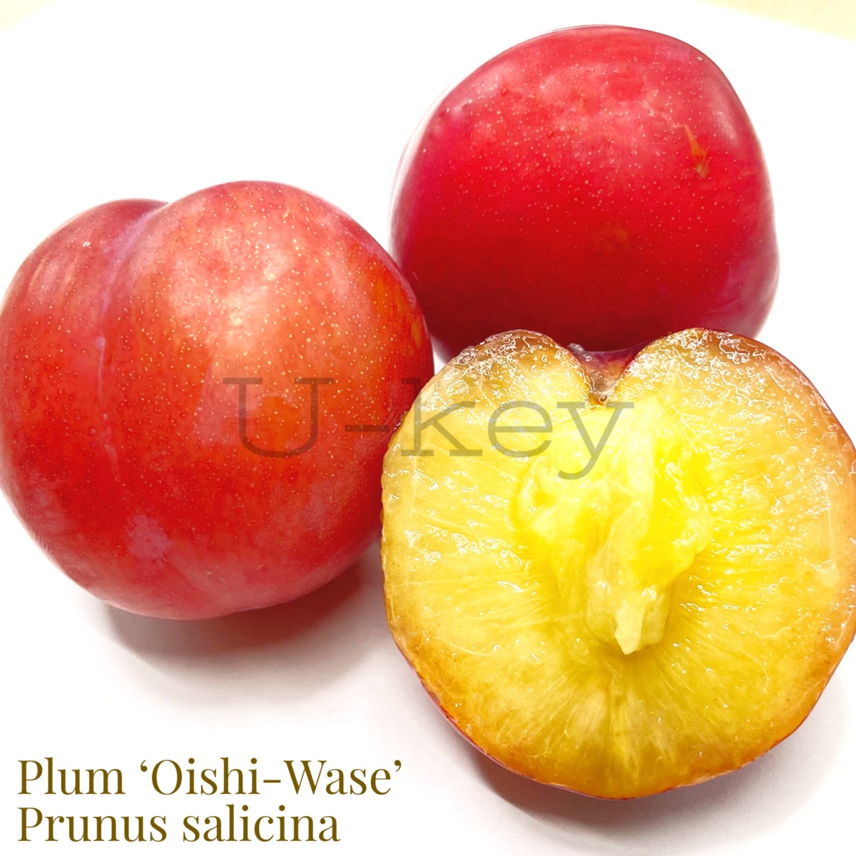 Plum ‘Oishi-wase’,Prunus salicina