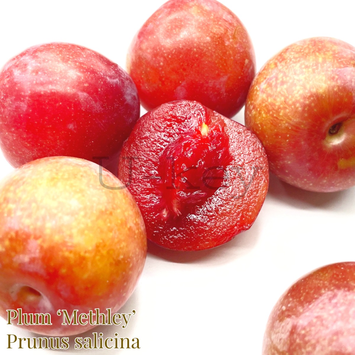 Plum ‘Methley’,Prunus salicina