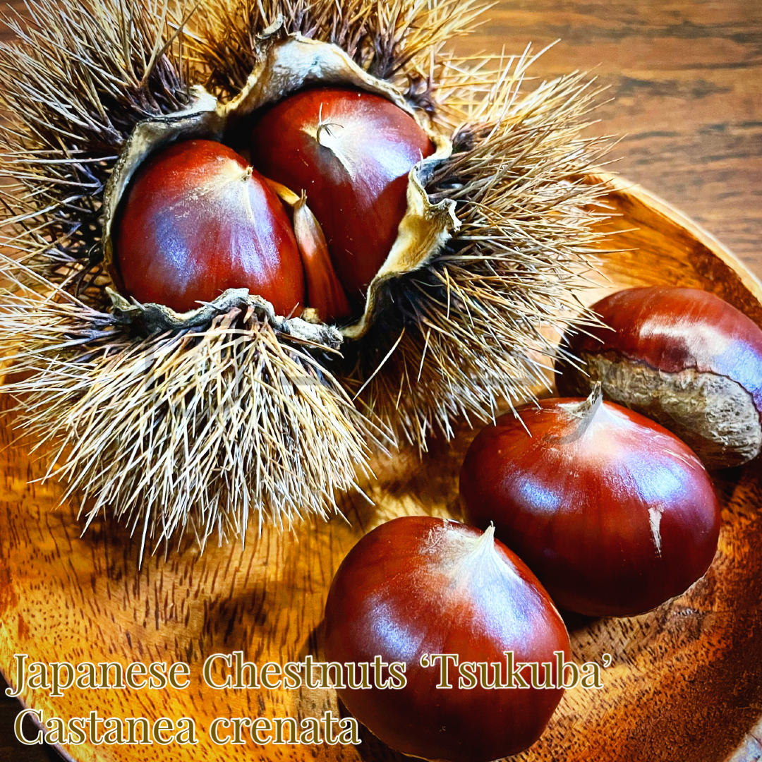 Japanese Chestnuts ‘Tsukuba’