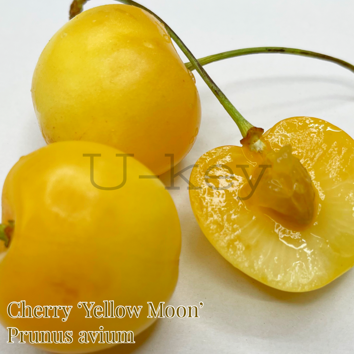 Cherry ‘Yellow Moon’,Prunus avium