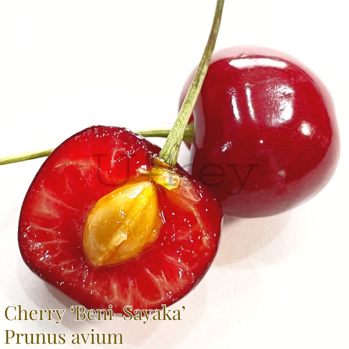 Cherry Beni sayaka,Prunus avium