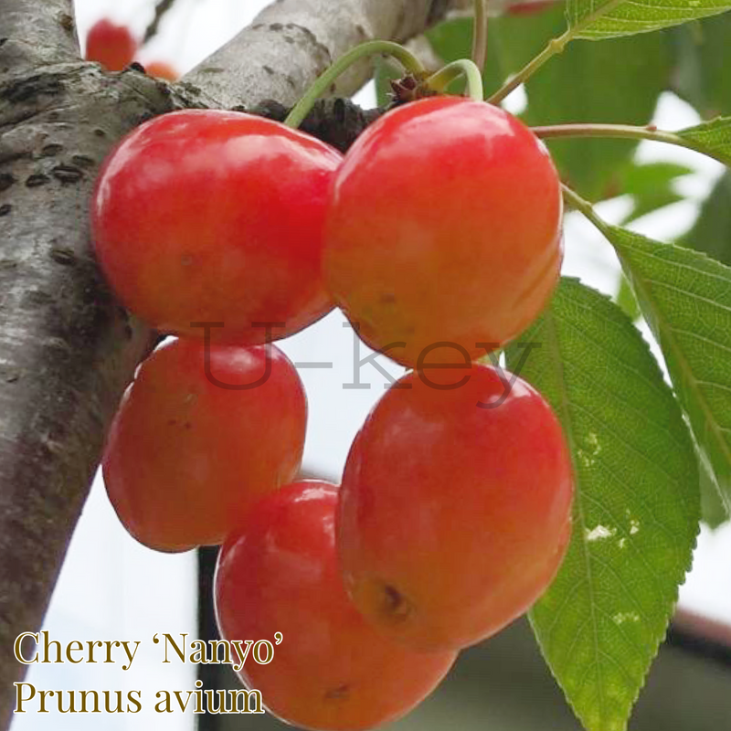 Cherry ‘Nanyo’,Prunus avium