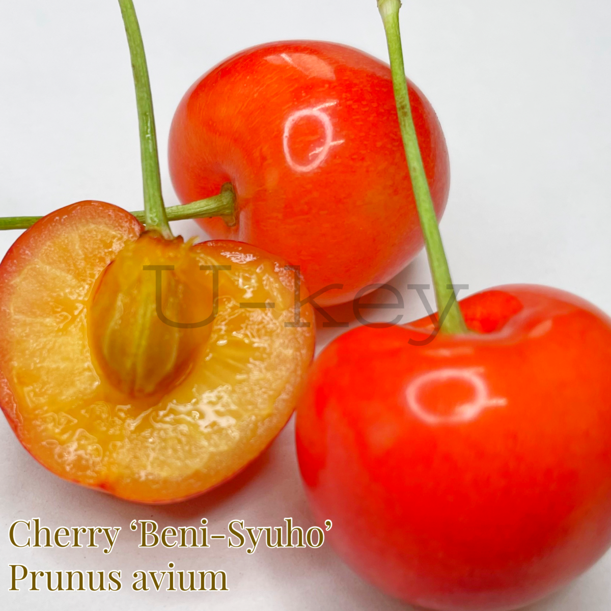 Cherry ‘Beni-Shuho’,Prunus avium