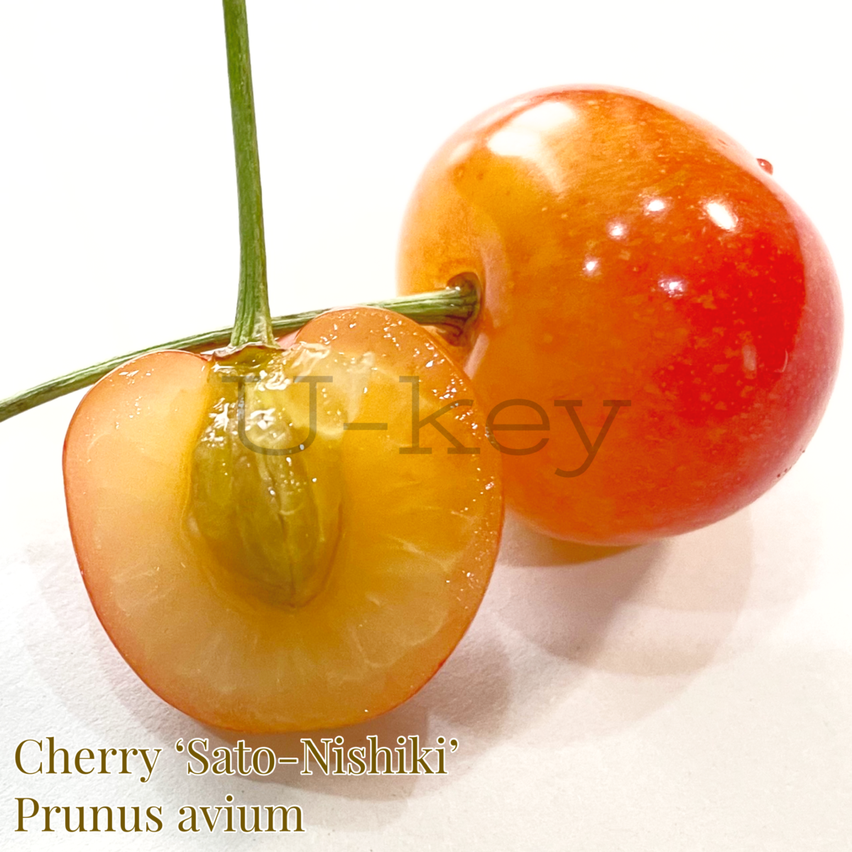 Cherry ‘Sato-Nishiki’