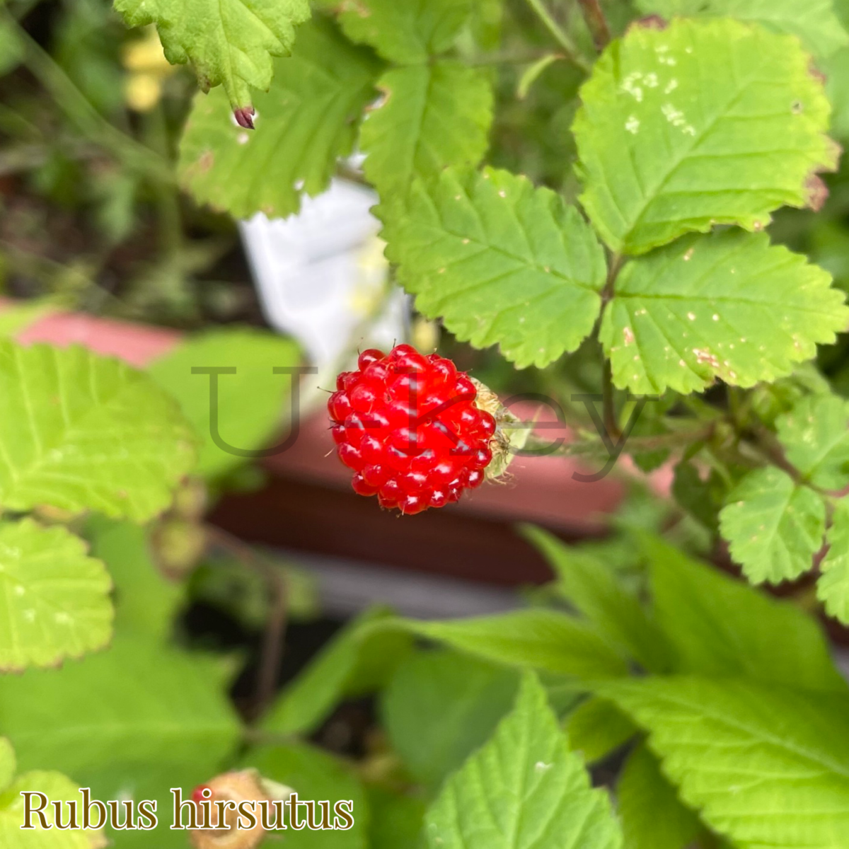 Kusa-Japanese Wild Raspberry,Rubus hirsutus