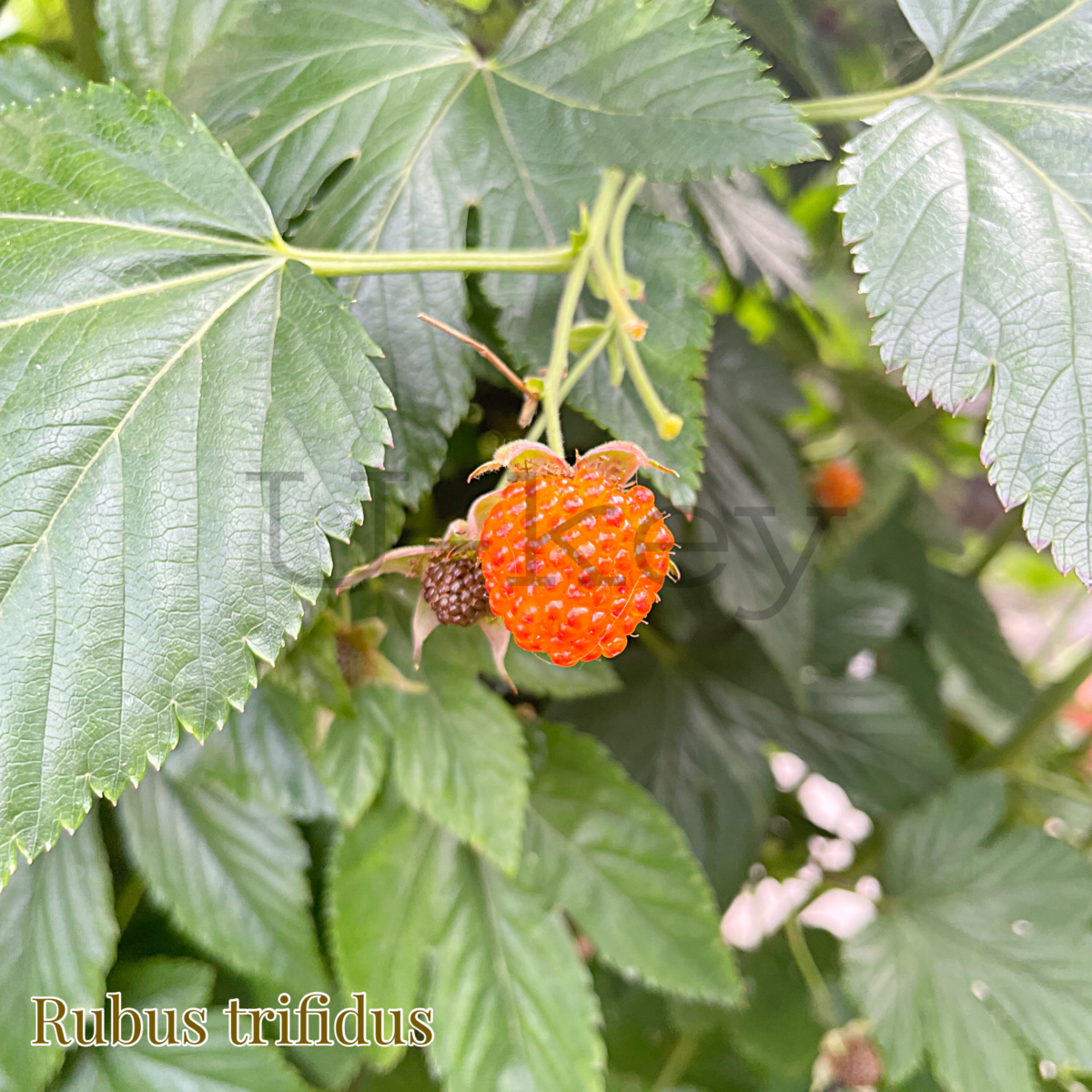 Kaji-Japanese Wild Raspberry,Rubus trifidus