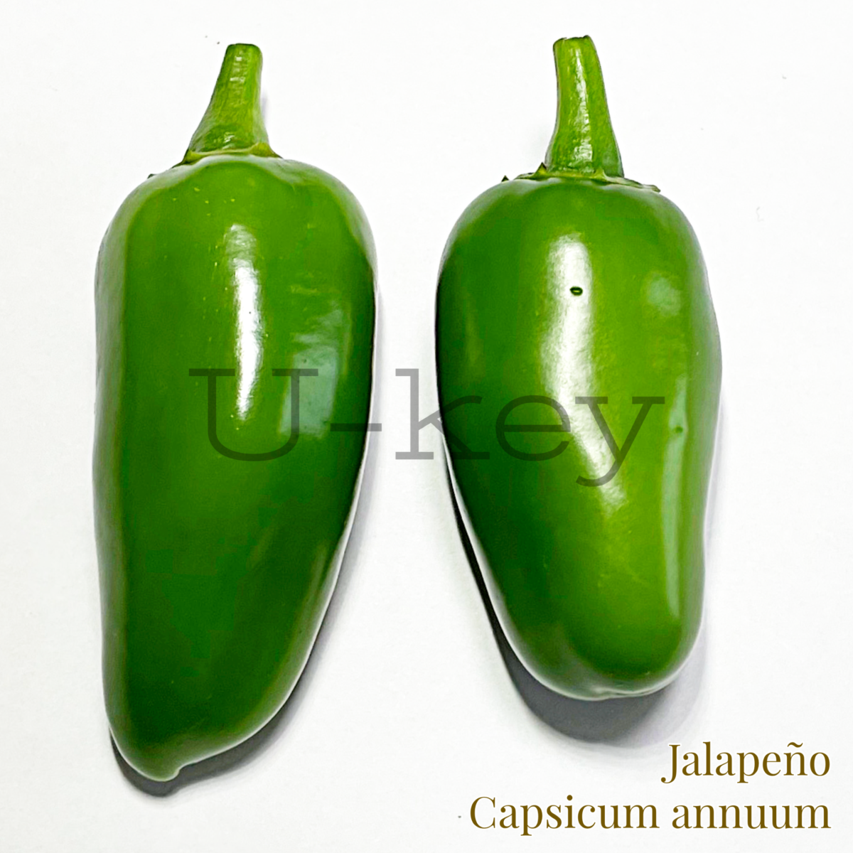 Pepper ‘Jalapeño’,Capsicum annuum