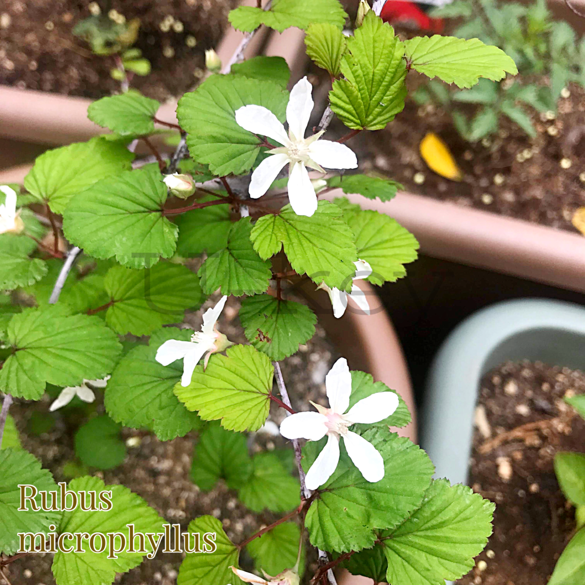 Niga-Japanese Wild Raspberry,Rubus microphyllus