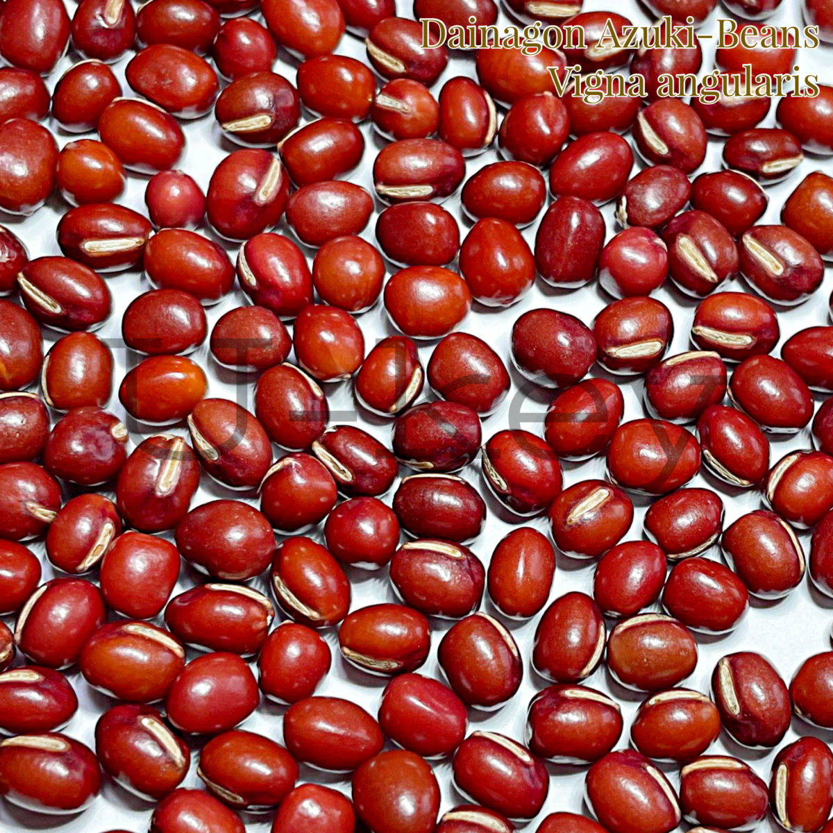 Dainagon-Beans,Vigna angularis