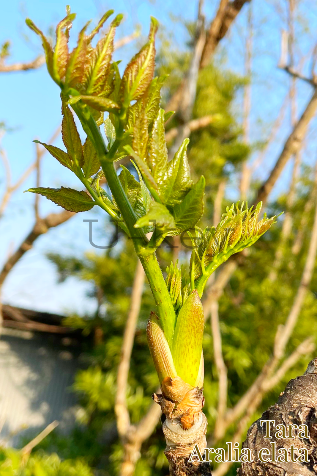 Tara(Thornless),Aralia elata