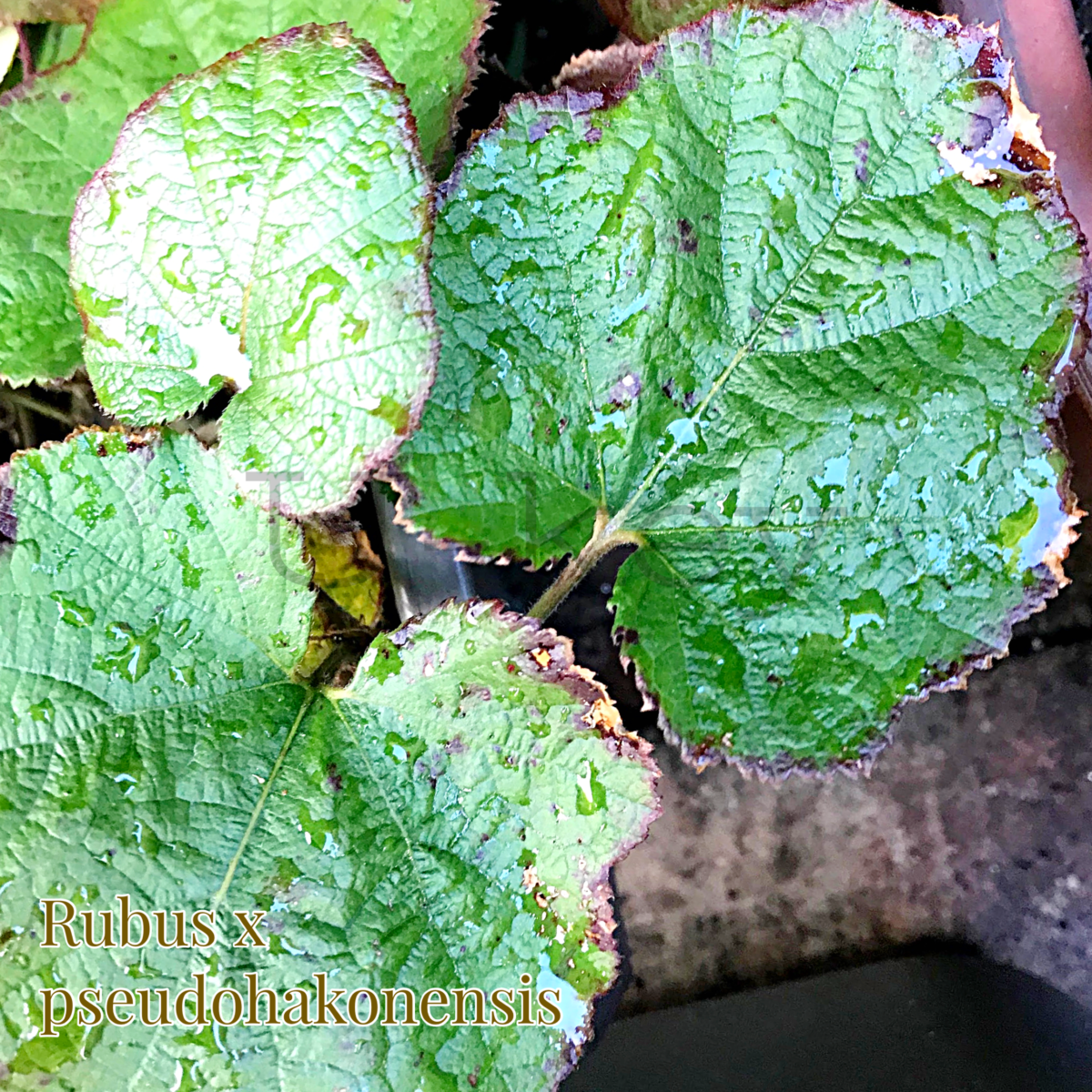 Ainoko Huyu-Japanese WIld Raspberry,Rubus pseudohakonensis