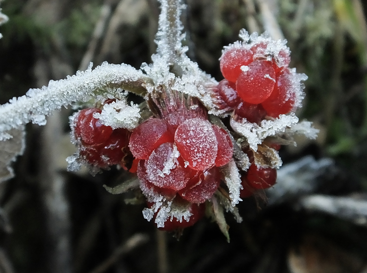 Huyu-Japanese Wild Raspberry,Rubus buergeri