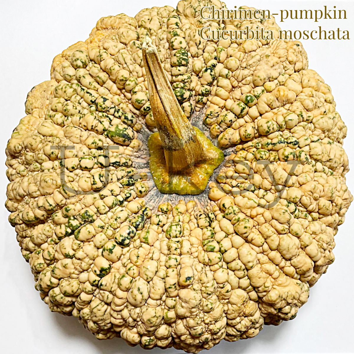 Chirimen-Pumpkin,Cucurbita moschata