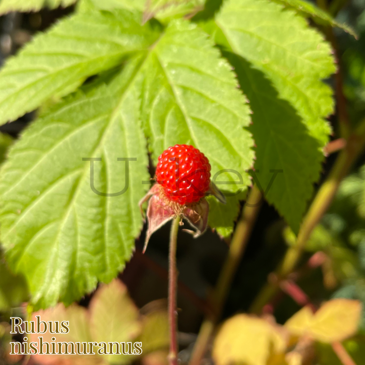 Hachijo Kusa- Japanese Wild Raspberry,Rubus nishimuranus