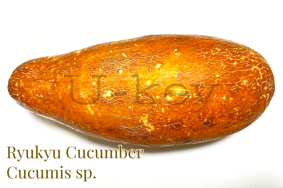 Ryukyu Cucumber,Cucumis sativus ‘Akageuri’