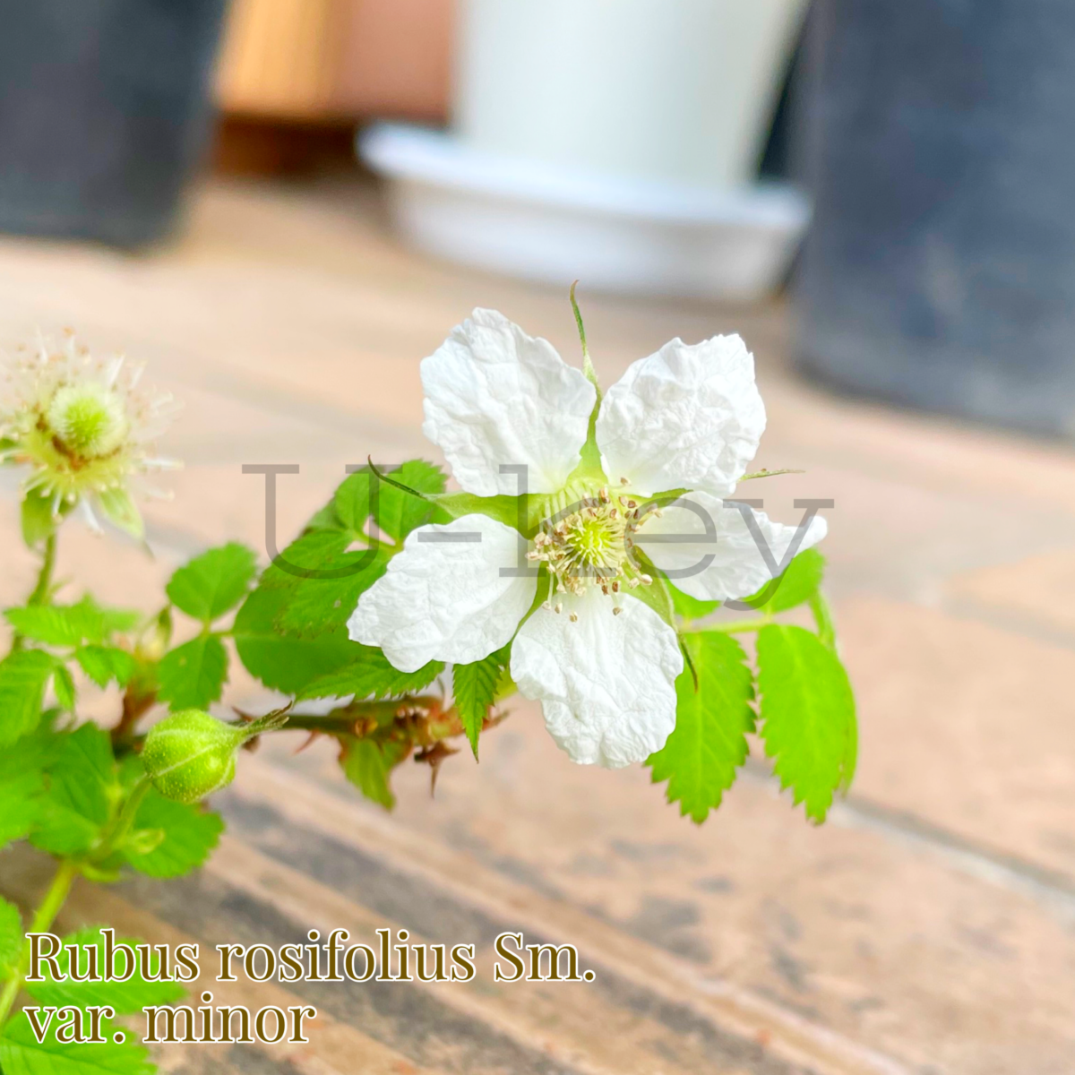 Hime Bara-Japanese WIld Raspberry,Rubus rosifolius Sm. Var. Minor