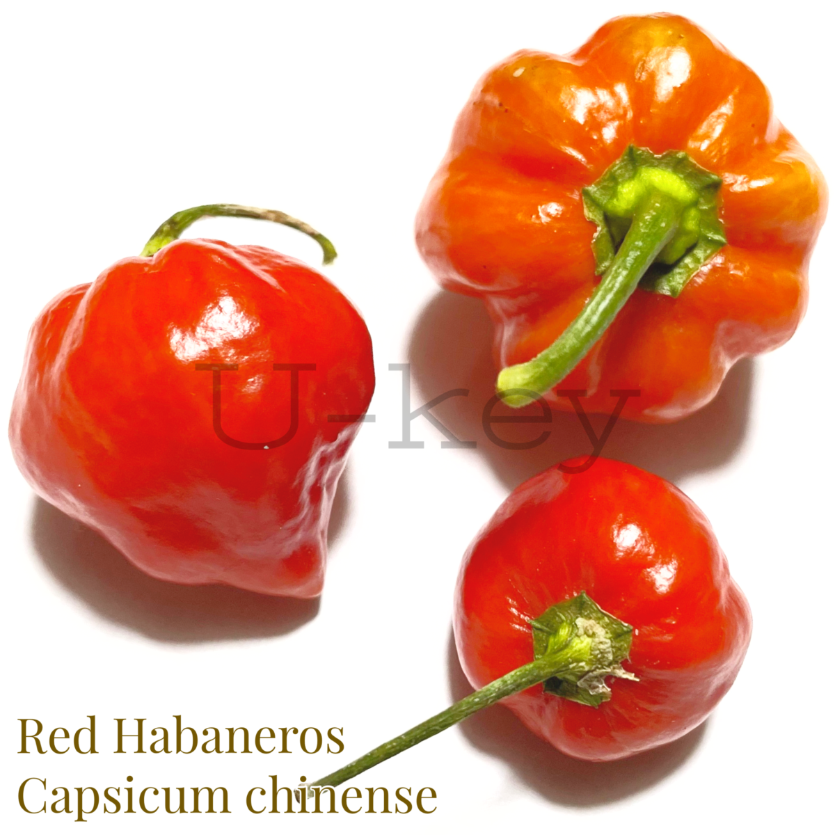Red Habaneros,Capsicum chinense