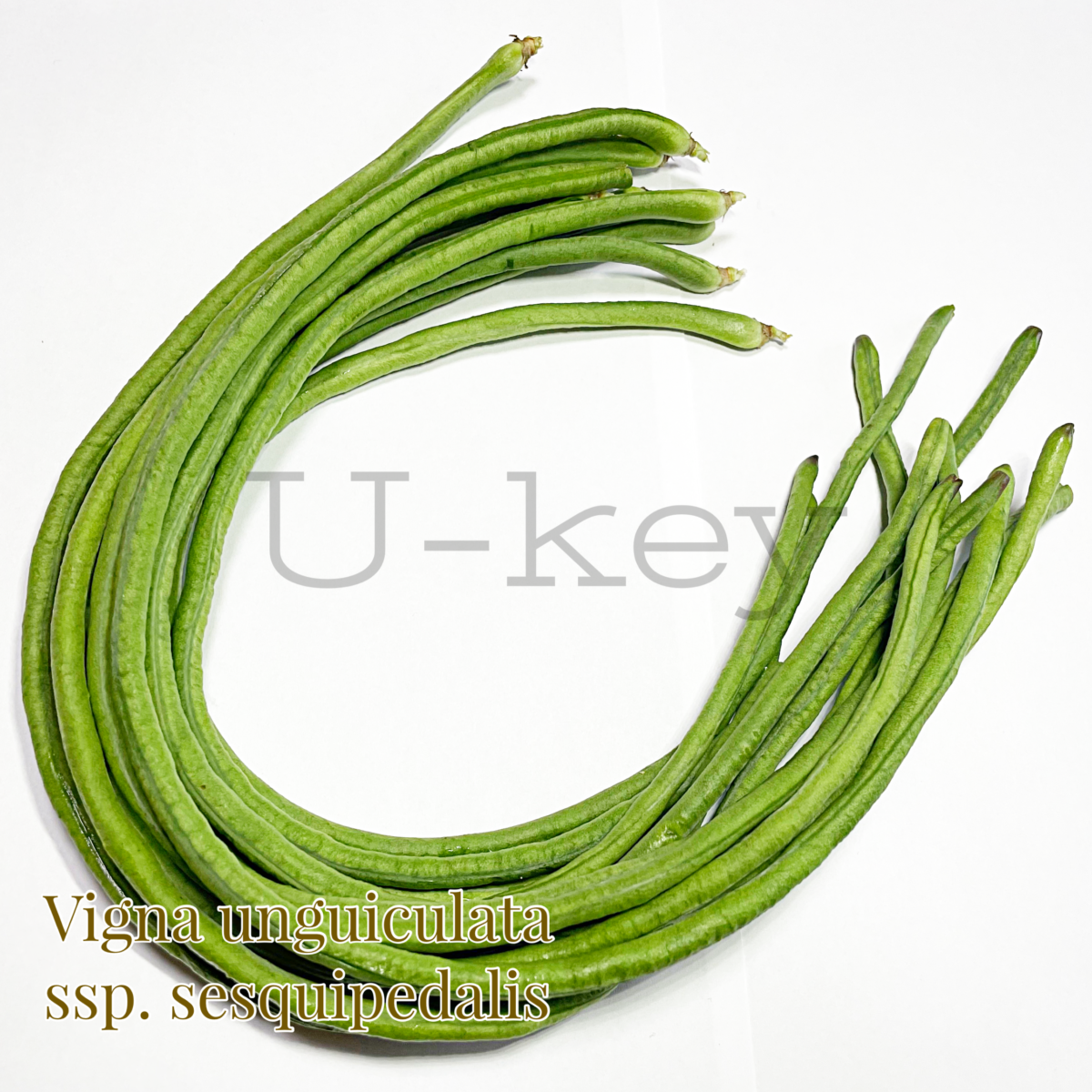 Juroku-Sasage Beans,Vigna unguiculata ssp. Sesquipedalis