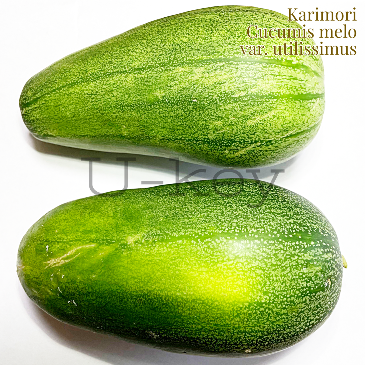 Karimori,Cucumis melo var. conomon