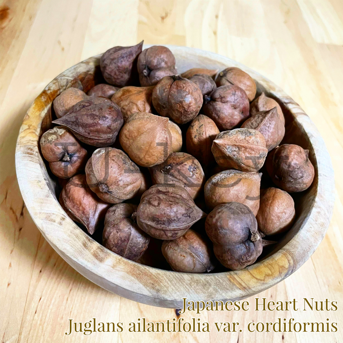 Hime Gurumi-Japanese Heart Nuts,Juglans ailantifolia var. cordiformis