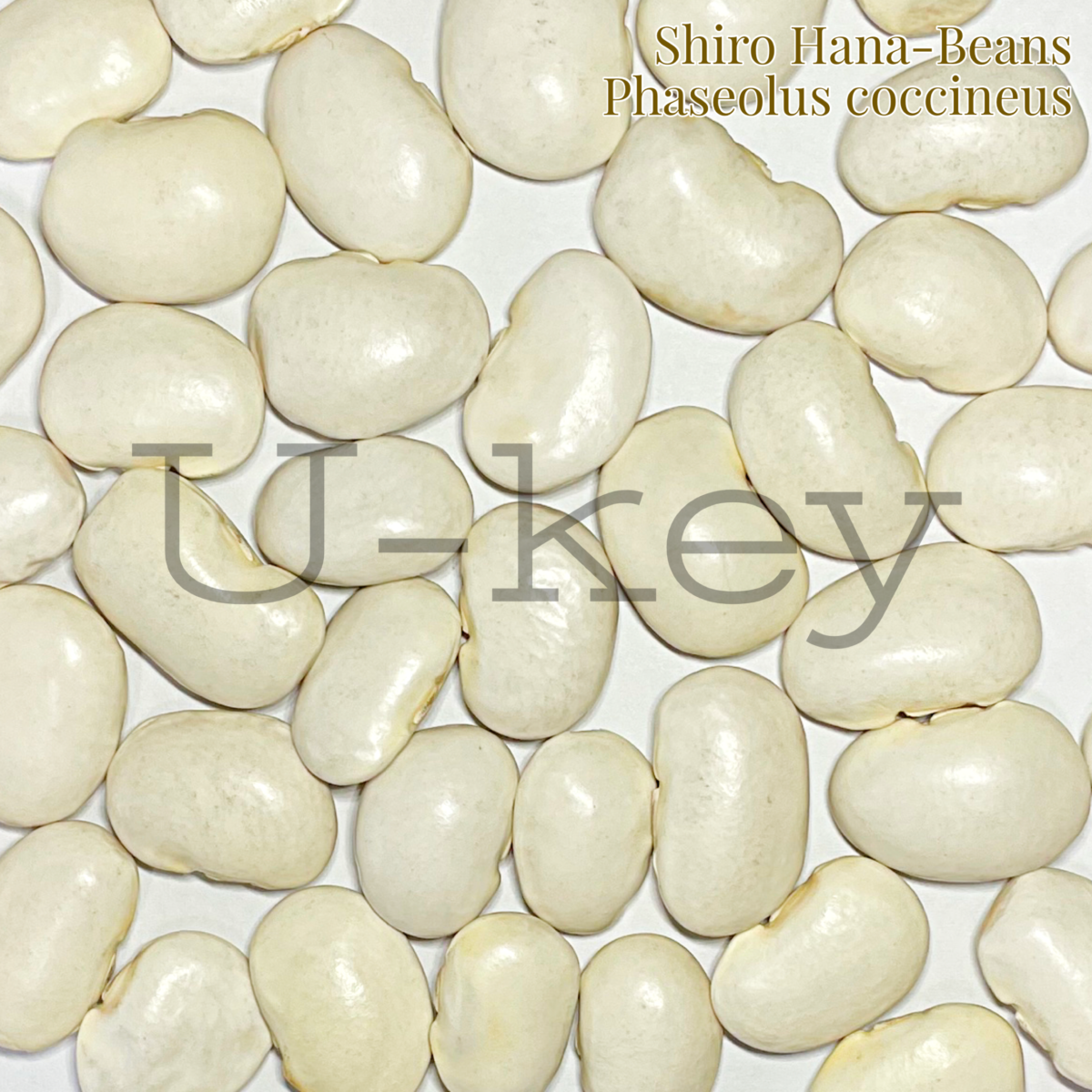 Shiro Hana-Beans,Phascolus coccineus