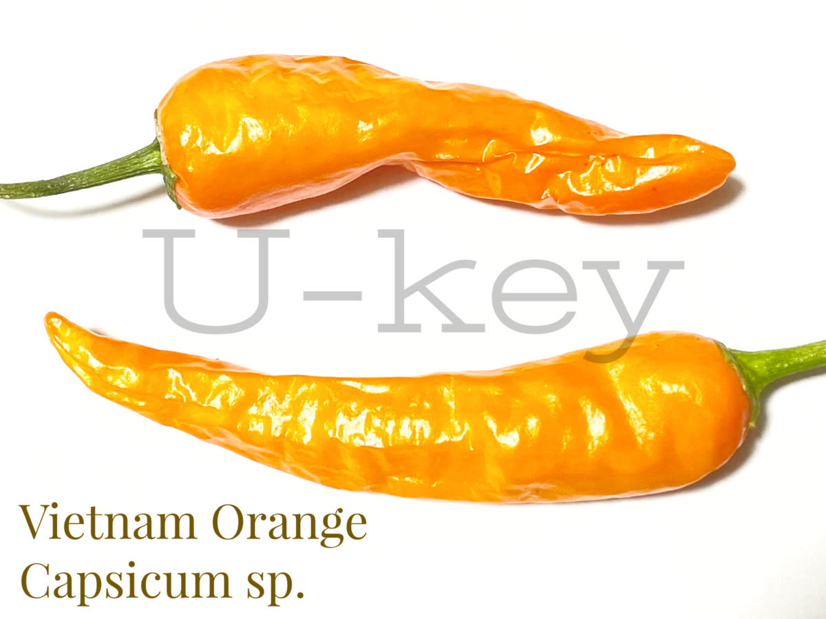 Hot Chili Pepper ‘Vietnam Orange’,Capsicum sp.