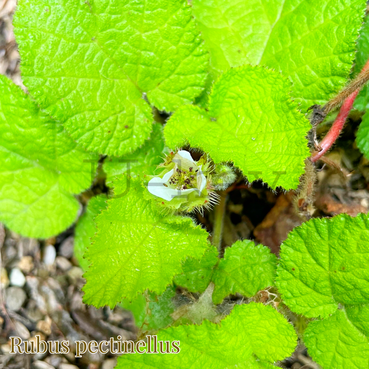 Kobano Huyu-Japanese Wild Raspberry,Rubus pectinellus