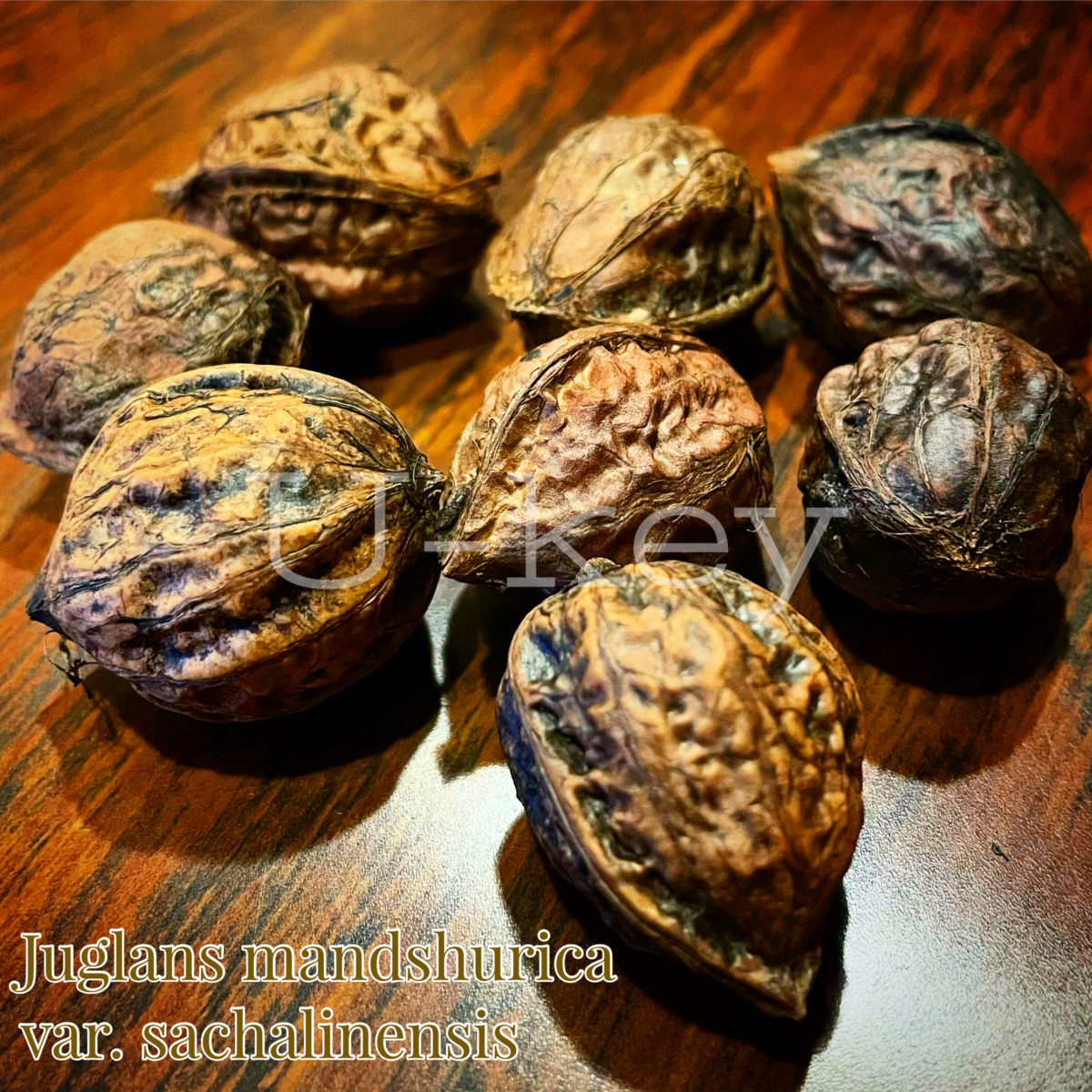Oni Gurumi-Japanese Wild Walnuts,Juglans mandshurica var. sachalinensis