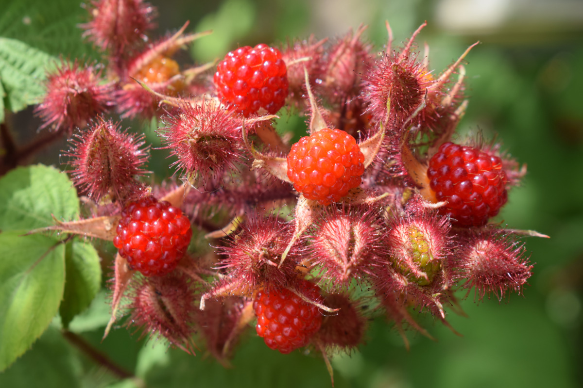 Ebigara-Japanese Wild Raspberry,