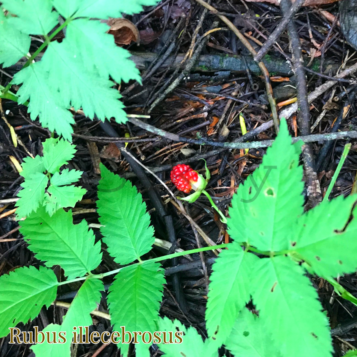 Bara-Japanese Wild Raspberry,Rubus illecebrosus