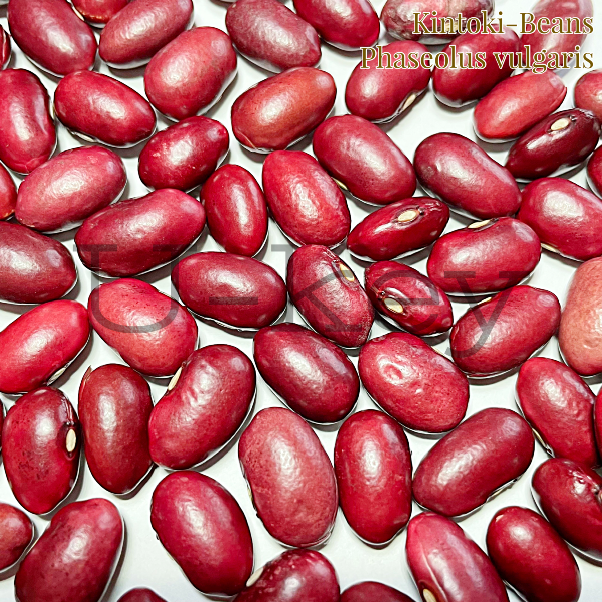 Kintoki-Beans,Phaseolus vulgaris