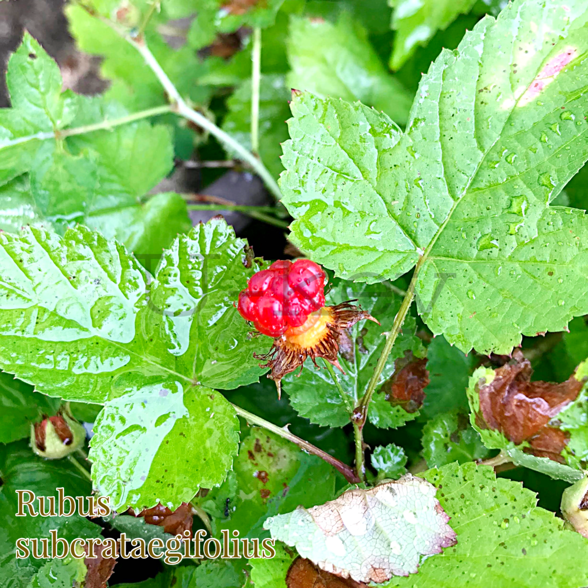 Miyama Niga-Japanese Wild Raspberry,Rubus subcrataegifolius