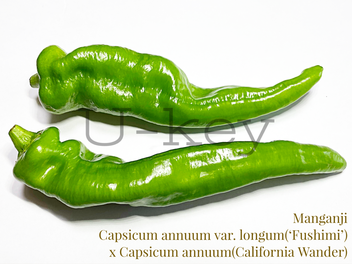Manganji,Capsicum annuum var. longum(Fushimi) x Capsicum annum(California Wander)