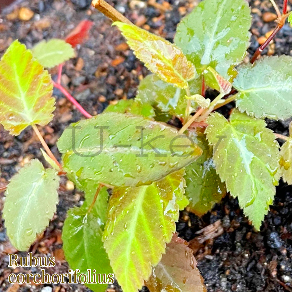 Birodo(Velvet)-Japanese Wild Raspberry,Rubus corchorifolius