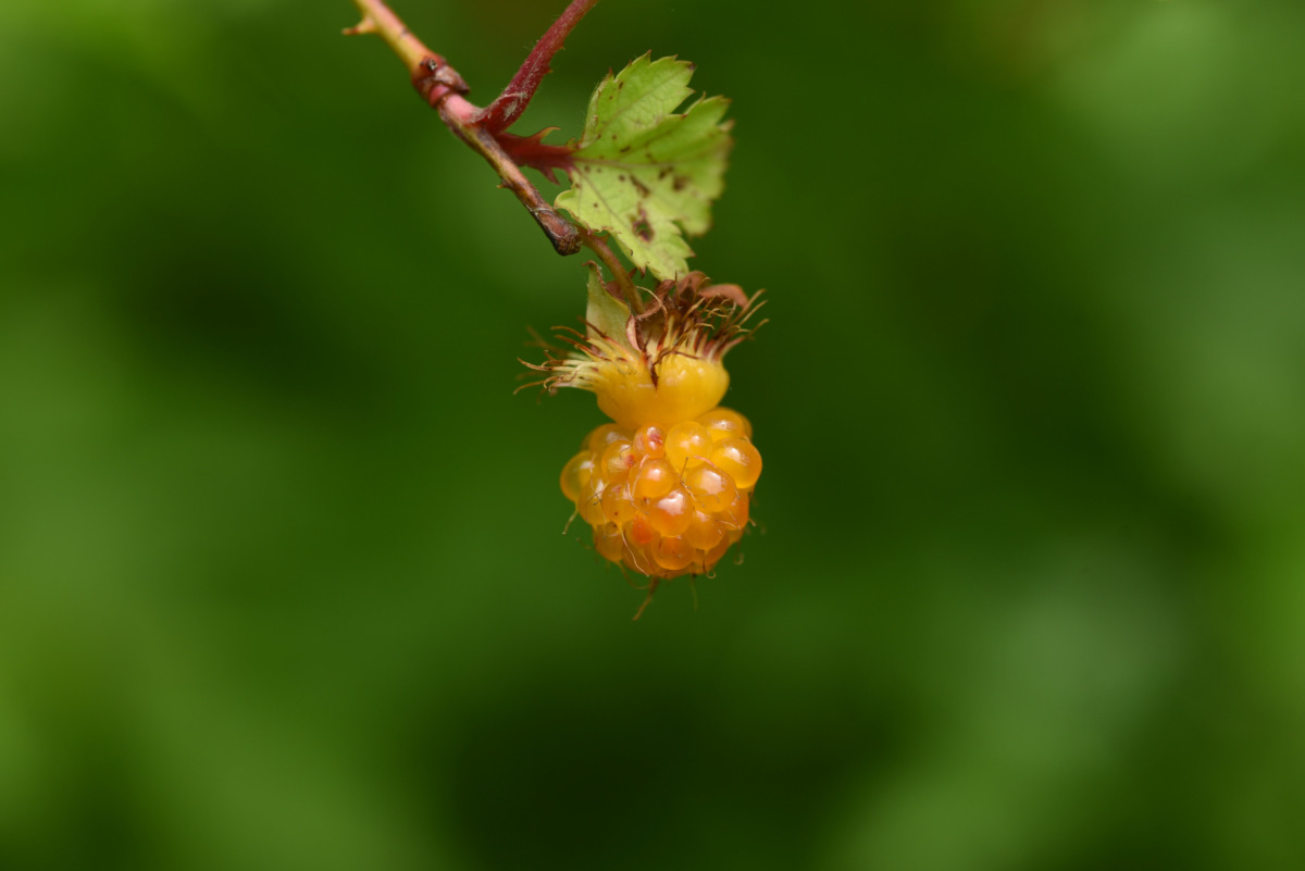 Momiji-Japanese Wild Raspberry,Rubus palmatus var.coptophyllus