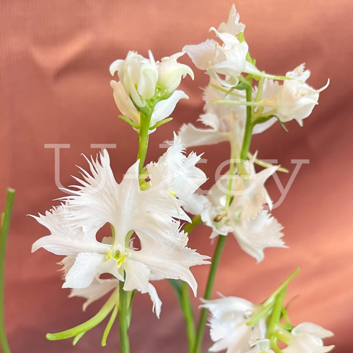 Sagi-Orchid ‘Hisyo’, Pecteilis radiata