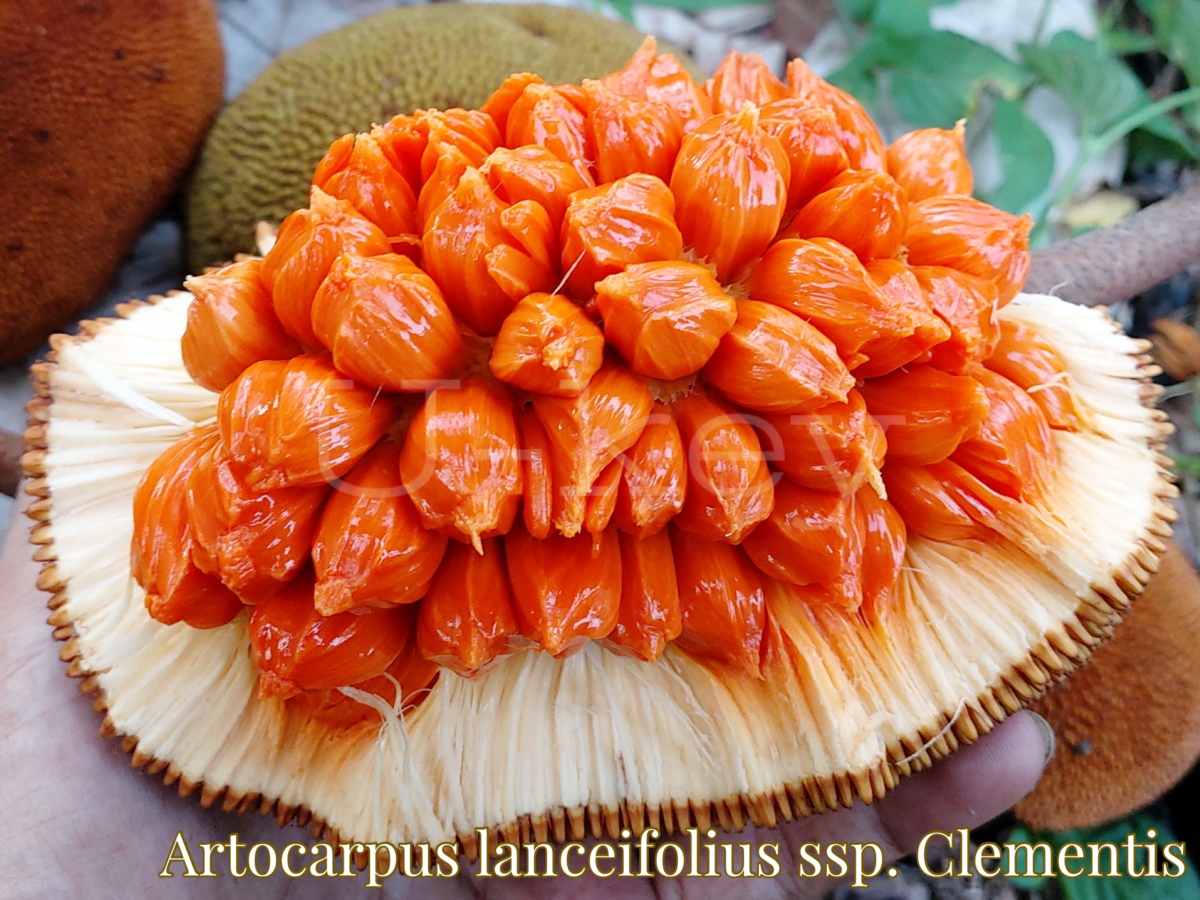 Artocarpus lanceifolius ssp. Clementis