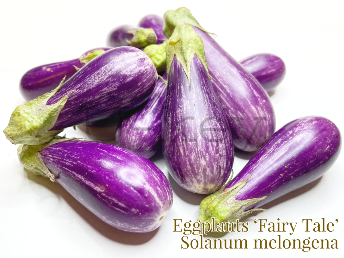Eggplants ‘Fairy Tale’,Solanum melongena