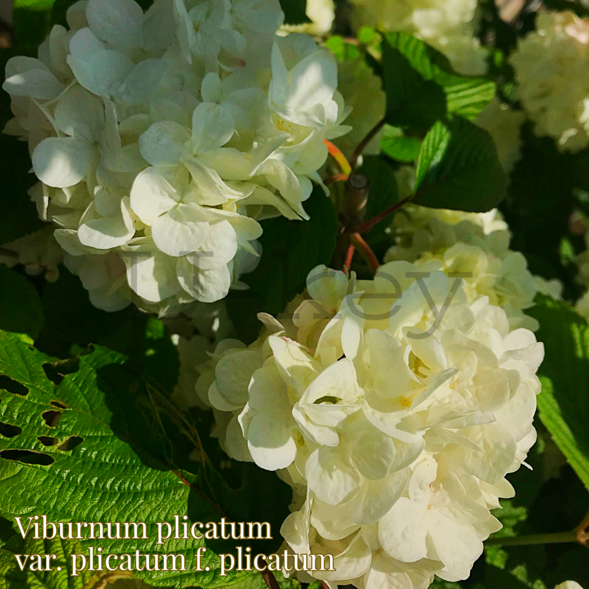 Odemari,Viburnum plicatum var. plicatum f. plicatum