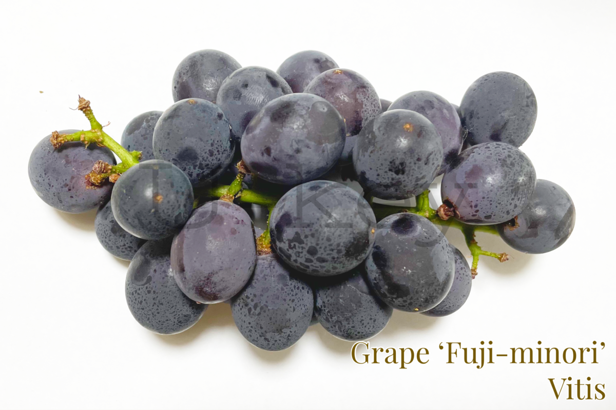 Grape ‘Fuji-minori’,Vitis sp.