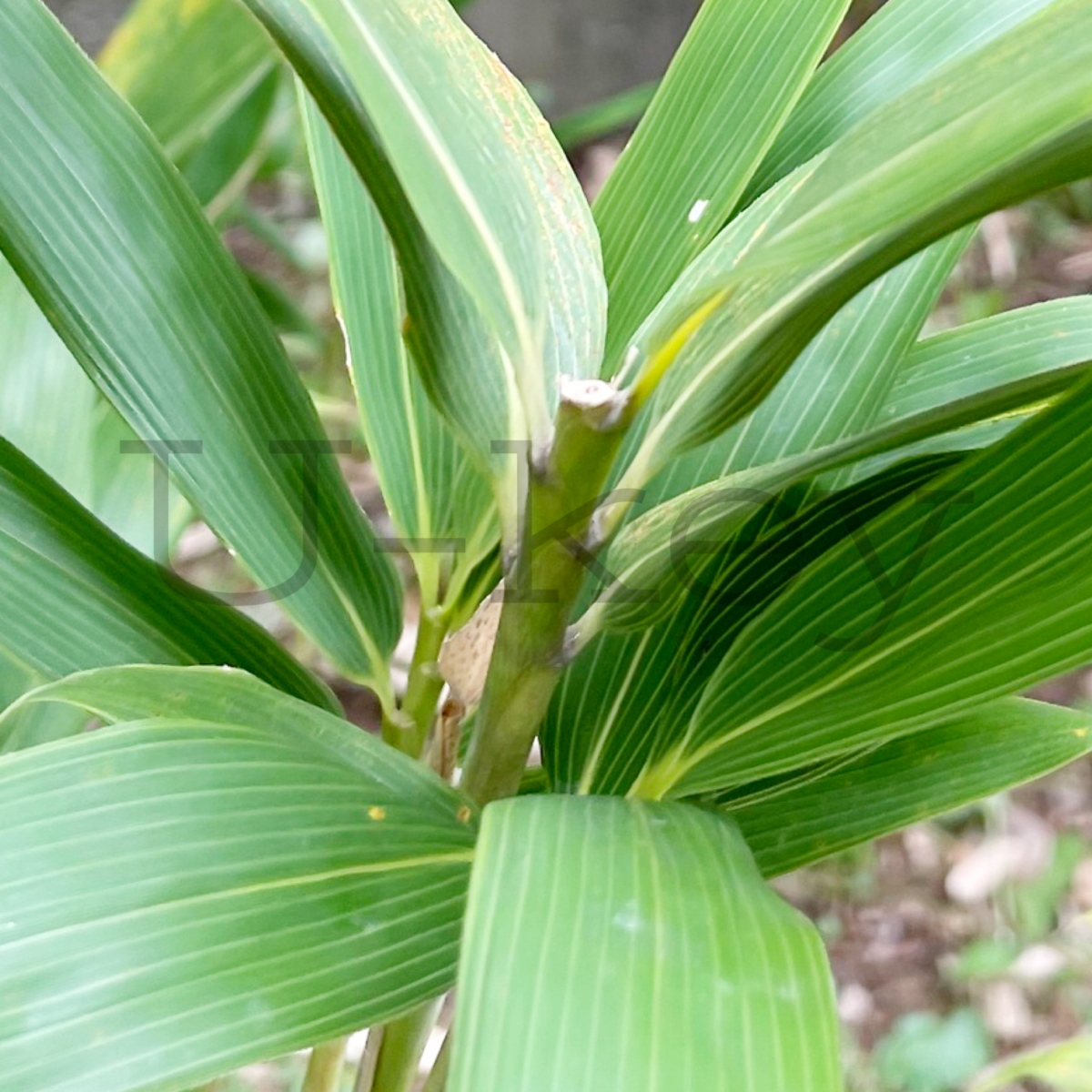 Nemagari-Bamboo,Sasa kurilensis