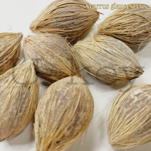 Syagrusglaucescens