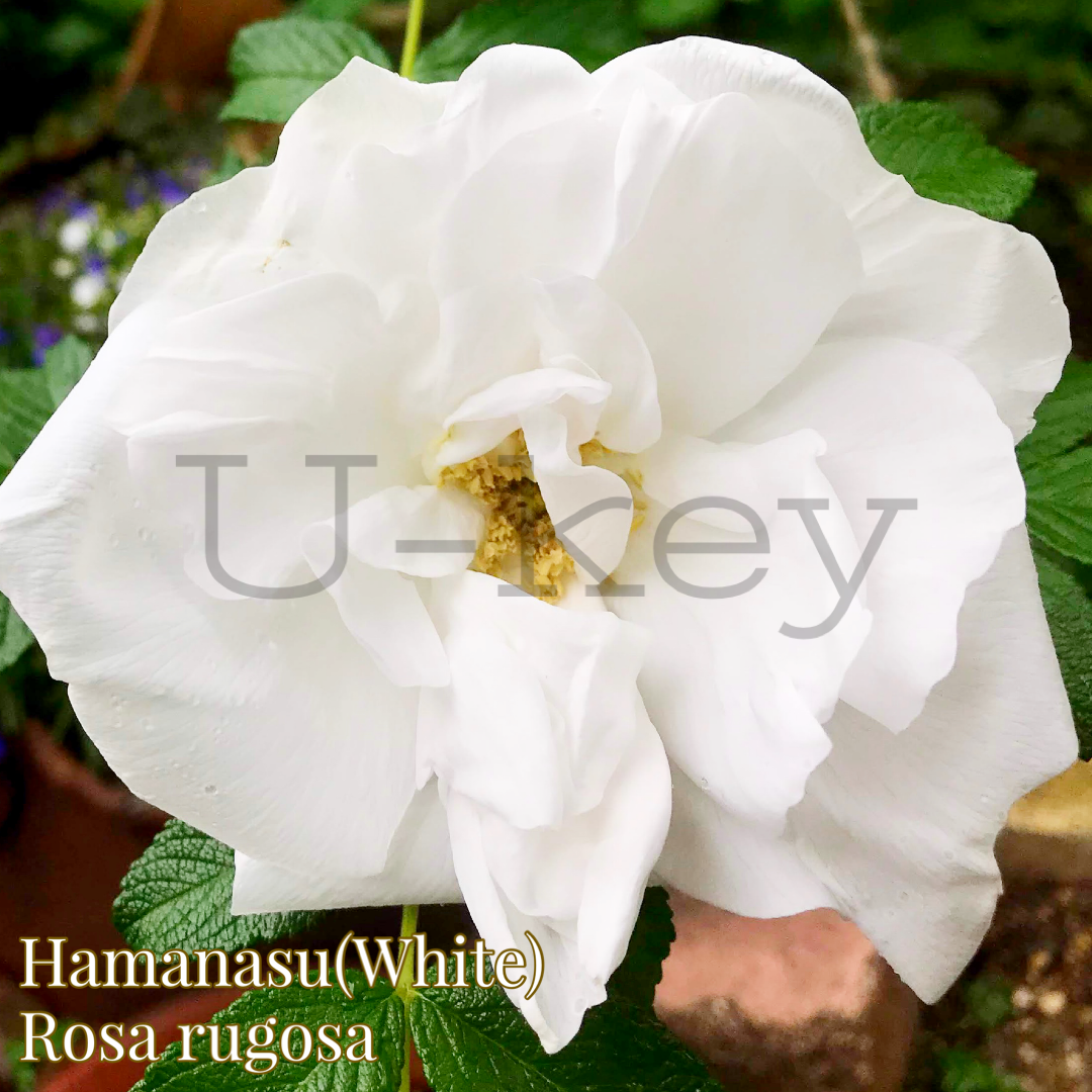 Hamanasu(White),Rosa rugosa
