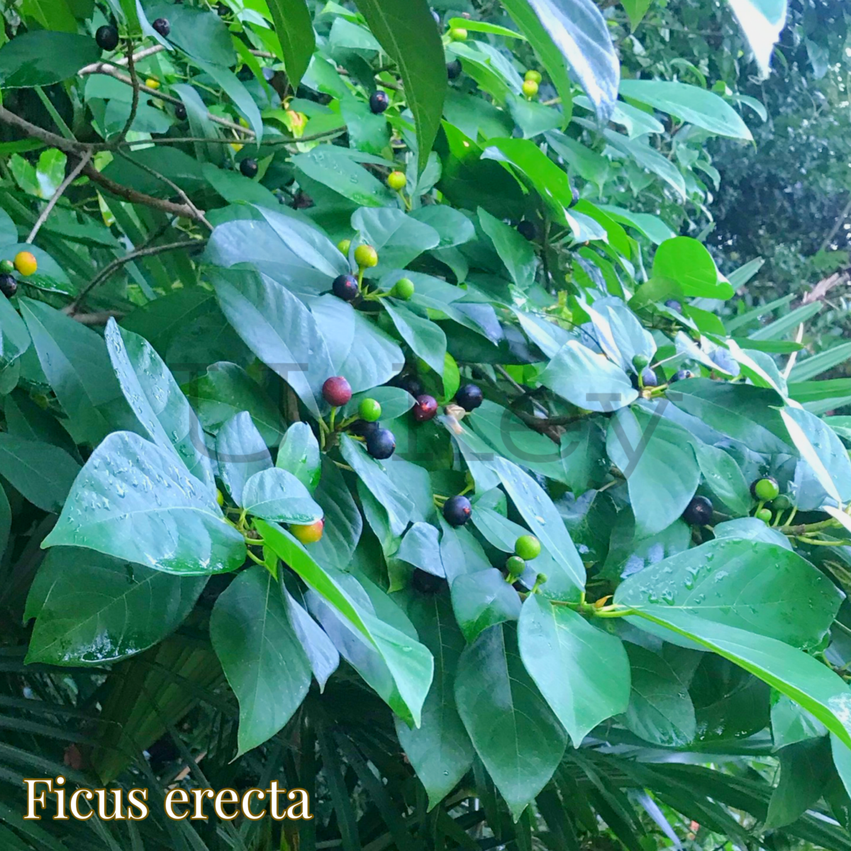 Inubiwa,Ficus erecta