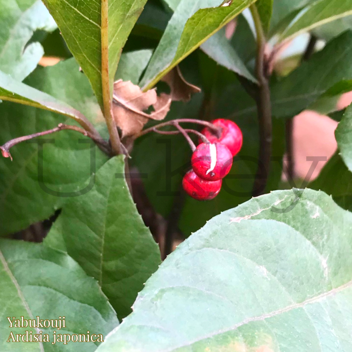 Yabu-koji,Ardisia japonica