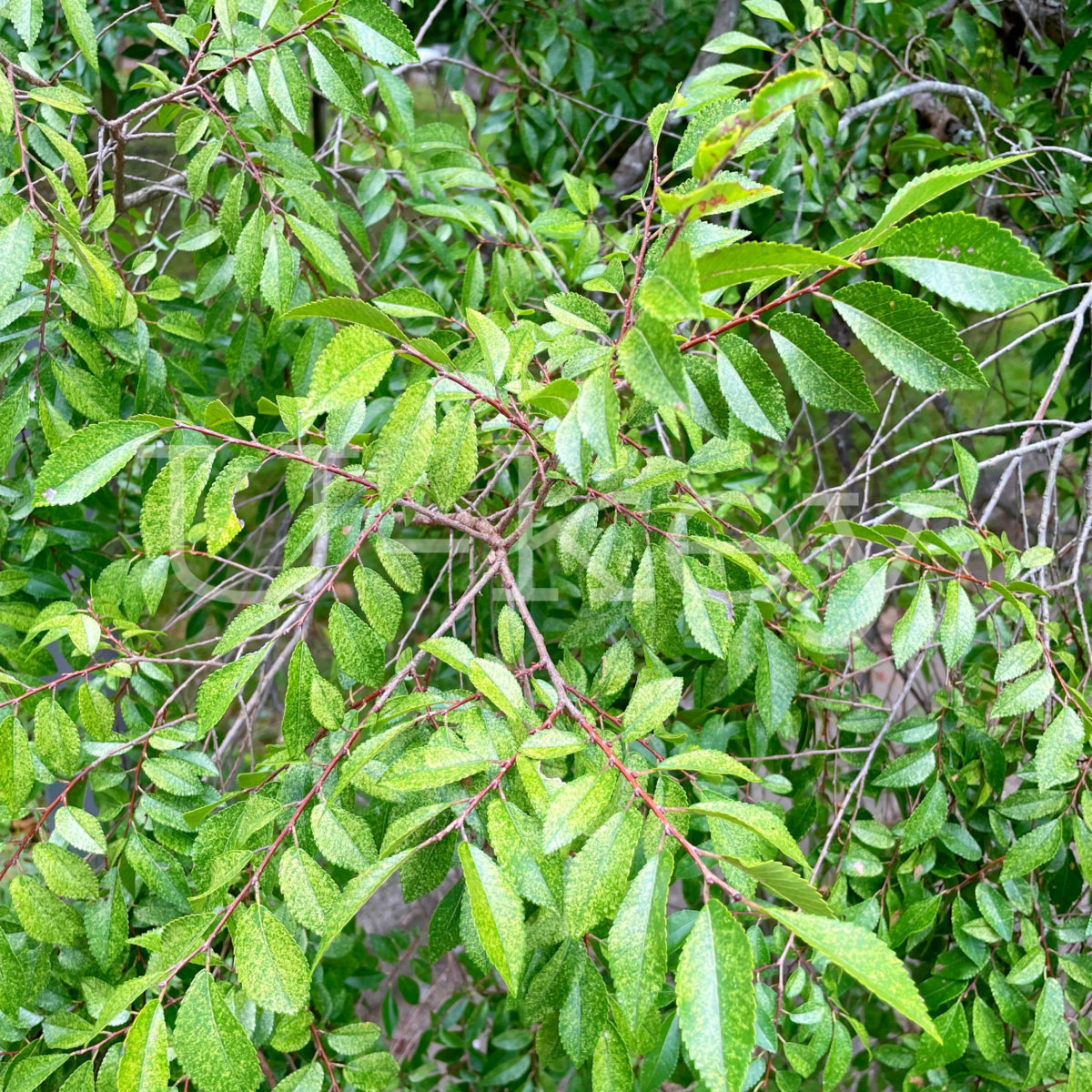 Aki-Nire,Ulmus parvifolia