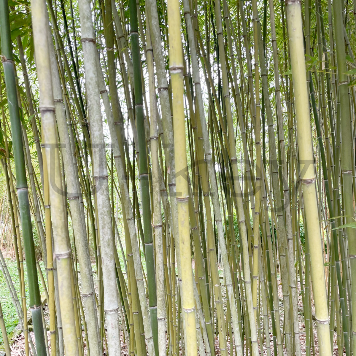 Hakukyo-Chiku,Hakukyo-Bamboo,Phyllostachys bissetii