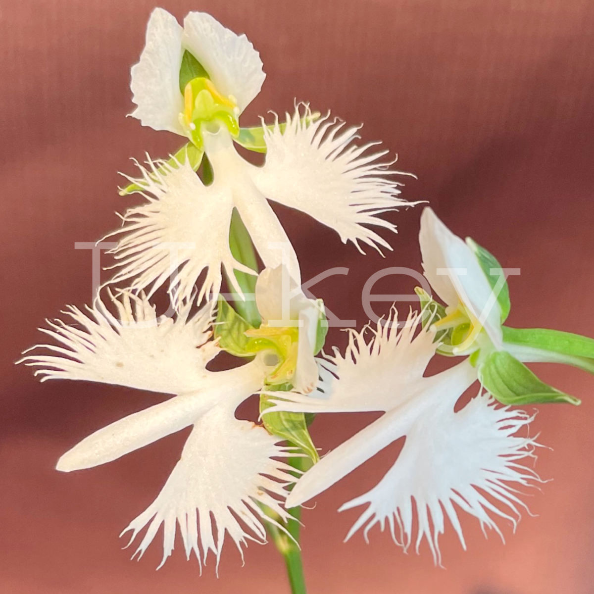 Sagi-Orchid ‘Ginga’, Pecteilis radiata